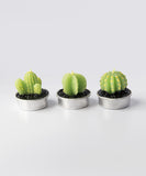 Desert Light Cactus Candles