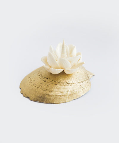 Lily of the Sea Shell